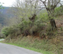 SOS Courel tamén denuncia o descoido da Xunta sobre o monte autóctono