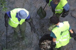 O vertido matou milleiros de peixes / Foto:ourensedixital.com