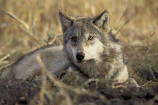 Un outro lobo europeo, deitado na herba